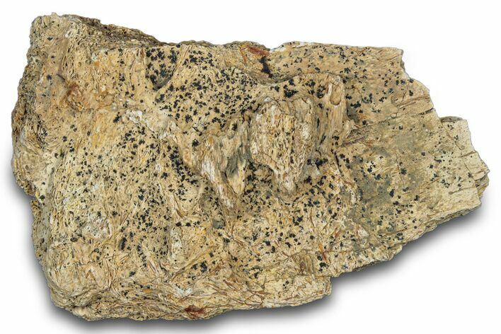 Dinosaur (Triceratops) Frill Shield Section - Montana #303423